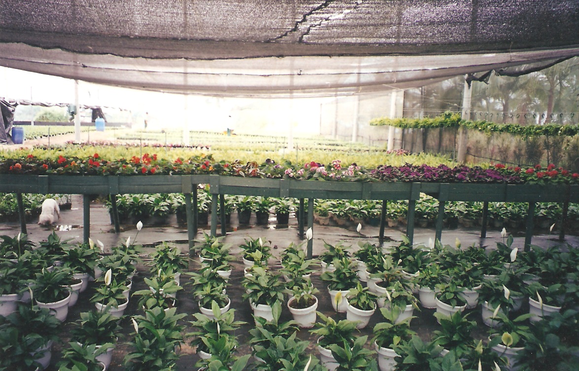 plantas vivas en estanterías planta viva vivero jardín estante para plantas vivas mostrador exhibidor de plantas vivas mostrador de plantas vivas en repisa armario tarima estantes de matas 0004 plantas vivas en estanterías planta viva vivero jardín estante para plantas vivas mostrador exhibidor de plantas vivas mostrador de plantas vivas en repisa armario tarima estantes de matas 0004